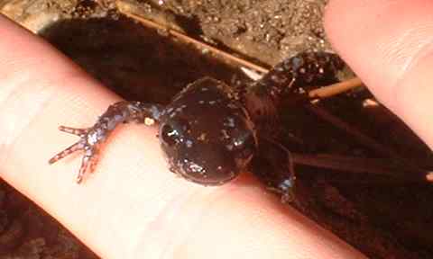 Blue-Spotted-Salamander.jpg