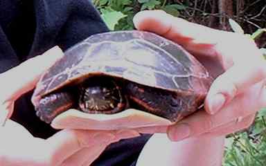 paintedturtle.jpg