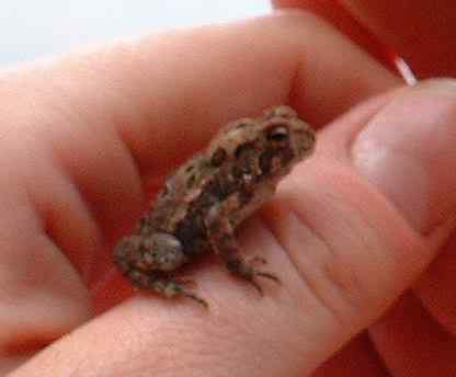 toad.jpg