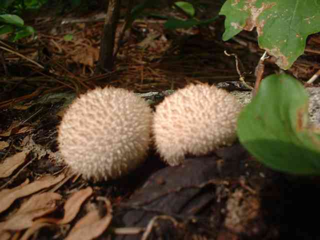 DSCF0003.jpg