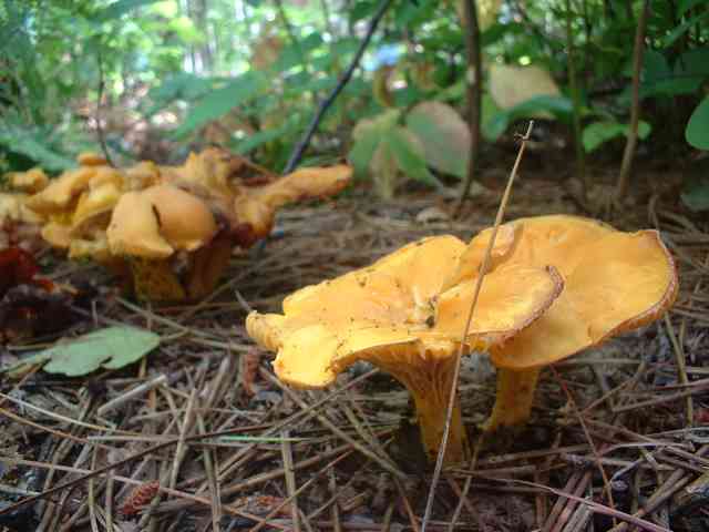 DSCF0005.jpg