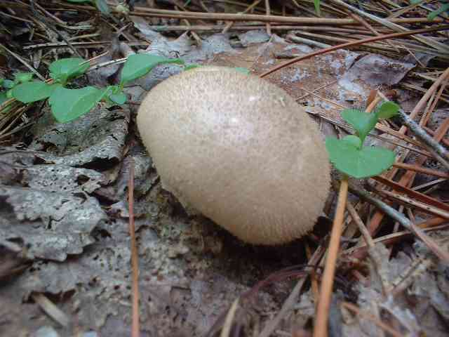 DSCF0006.jpg