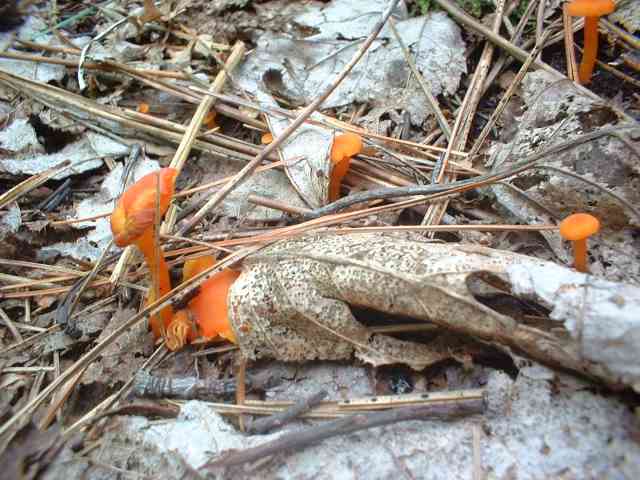 DSCF0008.jpg