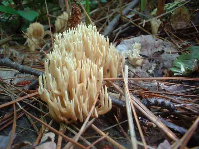DSCF0009.jpg