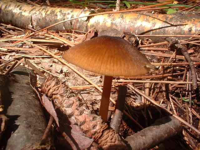 DSCF0011.jpg