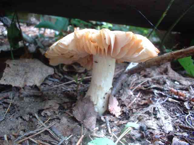 DSCF0012.jpg