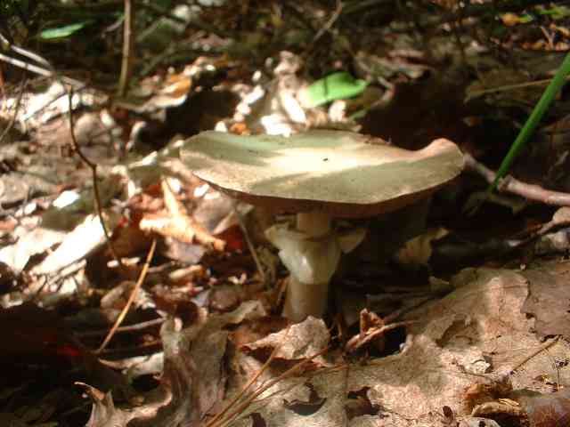 DSCF0019.jpg