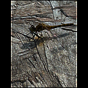 img_8518.heic